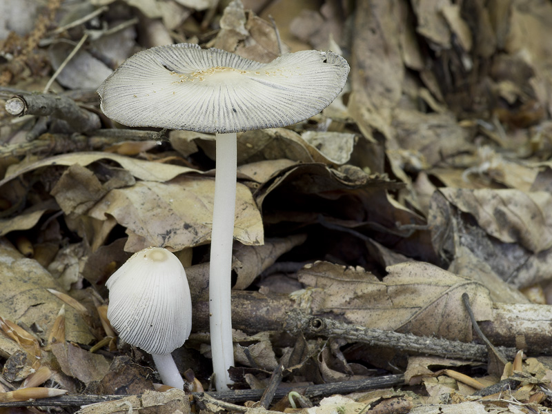 Coprinus domesticus